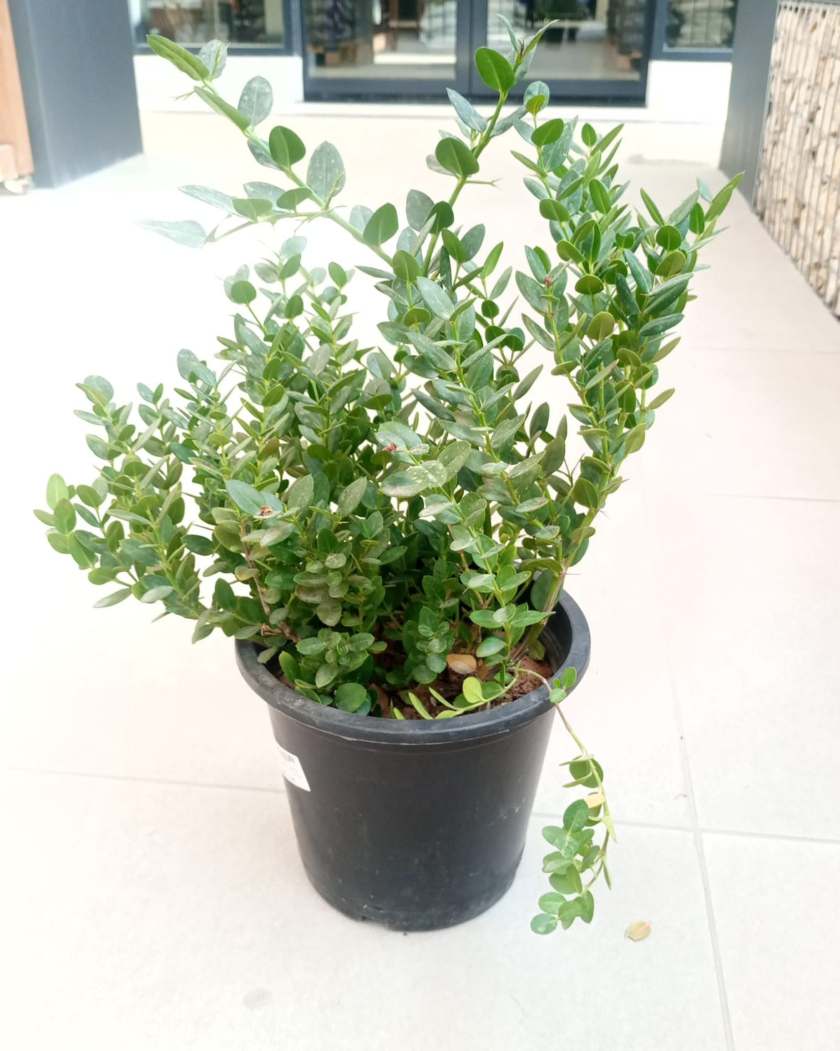 Natal Plum (Carissa grandiflora) | Ground Cover, 40–50 cm - Acacia Garden Center