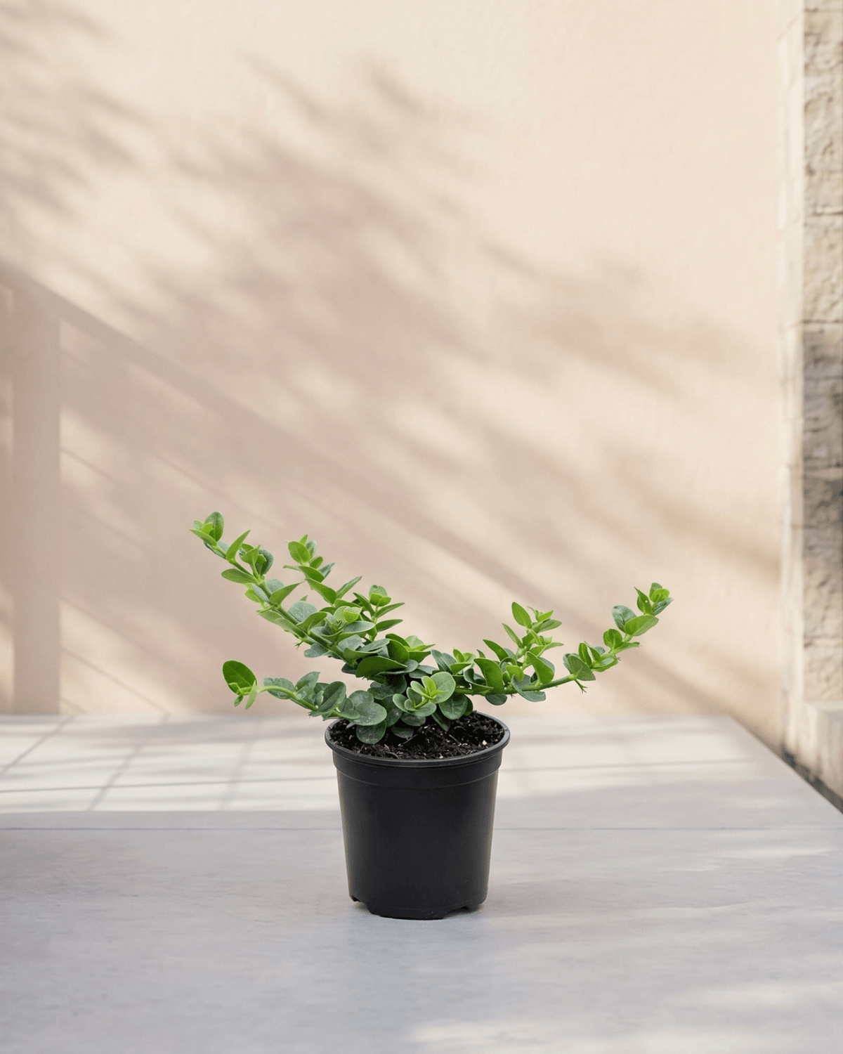 Natal Plum (Carissa grandiflora) | Ground Cover, 40–50 cm - Acacia Garden Center
