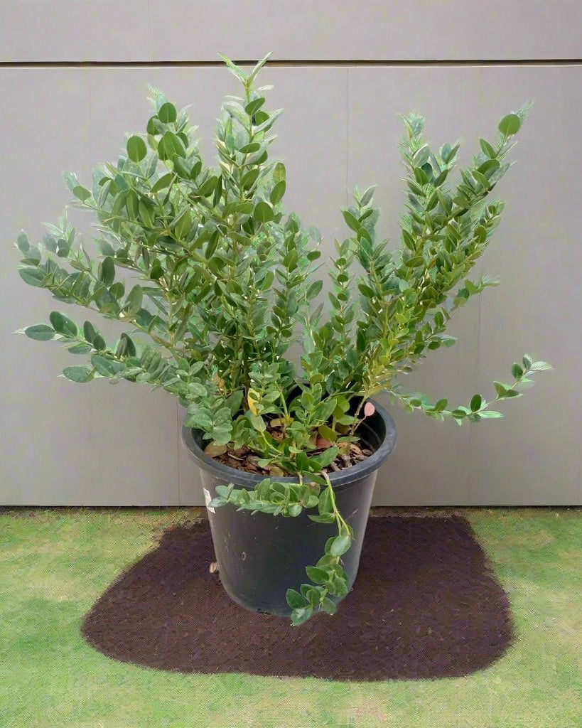 Natal Plum (Carissa grandiflora) | Ground Cover, 40–50 cm - Acacia Garden Center