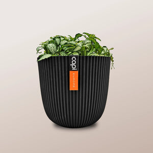 Nerve Plant (Fittonia albivenis) Mixed Colors | 10 - 15 cm - Acacia Garden Center