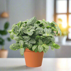 Nerve Plant (Fittonia albivenis) Mixed Colors | 10 - 15 cm - Acacia Garden Center
