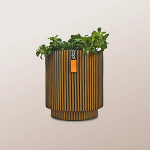 Nerve Plant (Fittonia albivenis) Mixed Colors | 10 - 15 cm - Acacia Garden Center