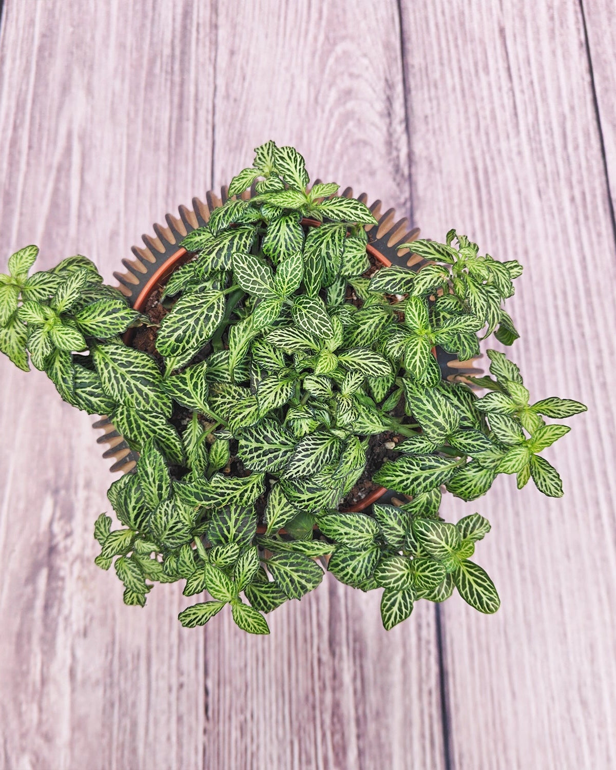 Nerve Plant (Fittonia albivenis) Mixed Colors | 10 - 15 cm - Acacia Garden Center