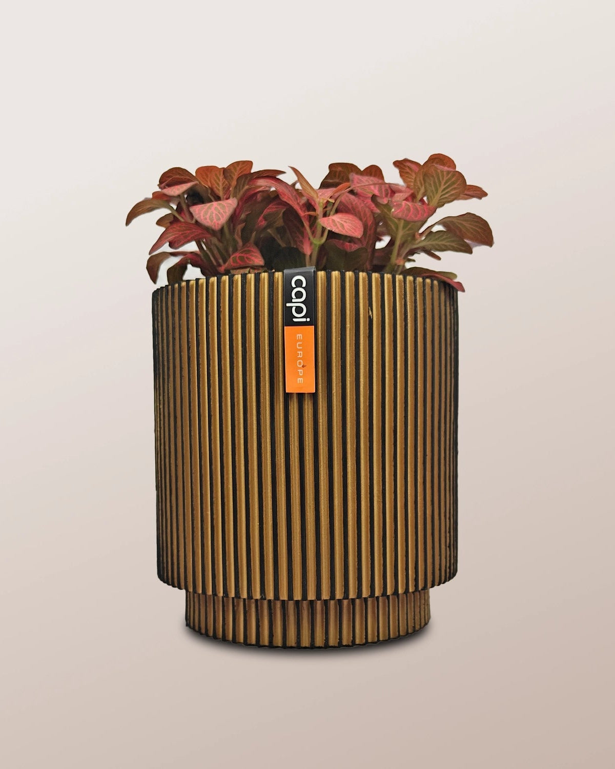 Nerve Plant (Fittonia albivenis) Mixed Colors | 10 - 15 cm - Acacia Garden Center