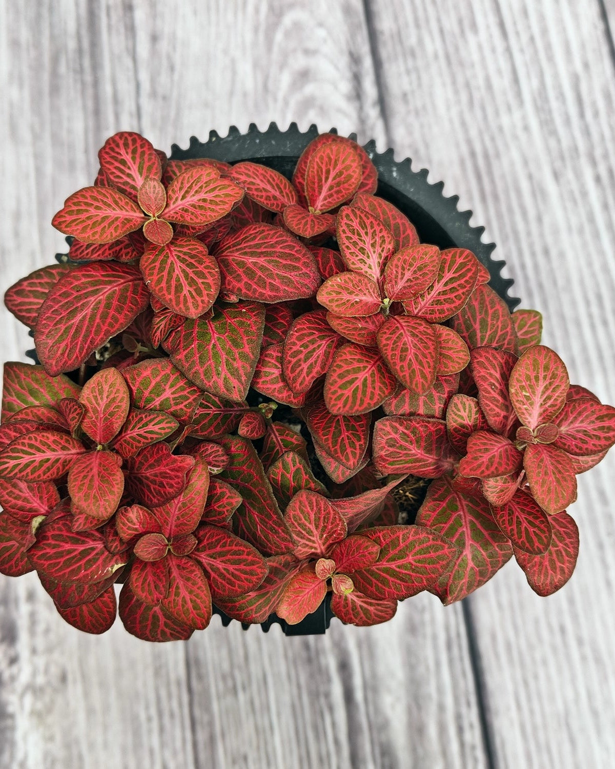 Nerve Plant (Fittonia albivenis) Mixed Colors | 10 - 15 cm - Acacia Garden Center