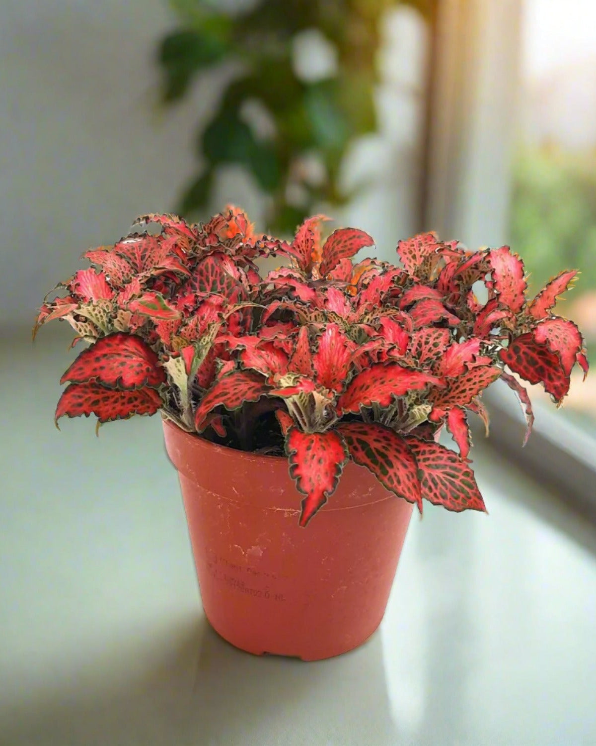 Nerve Plant (Fittonia albivenis) Mixed Colors | 10 - 15 cm - Acacia Garden Center