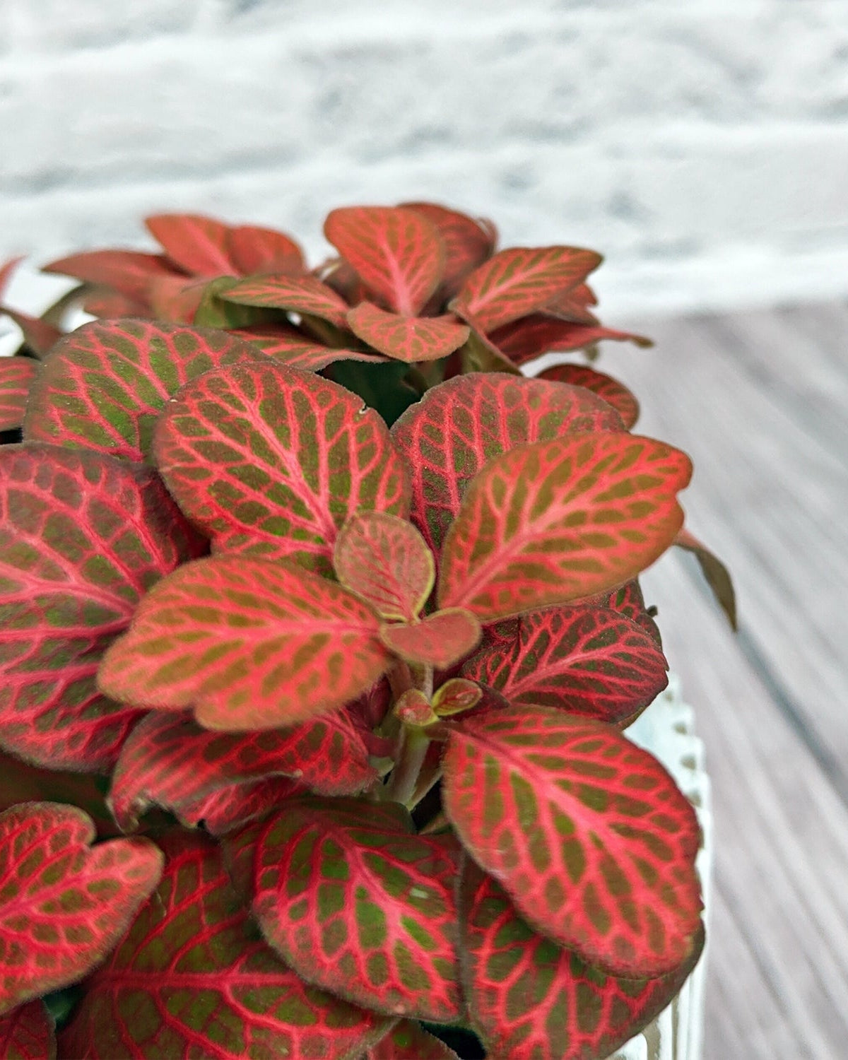 Nerve Plant (Fittonia albivenis) Mixed Colors | 10 - 15 cm - Acacia Garden Center