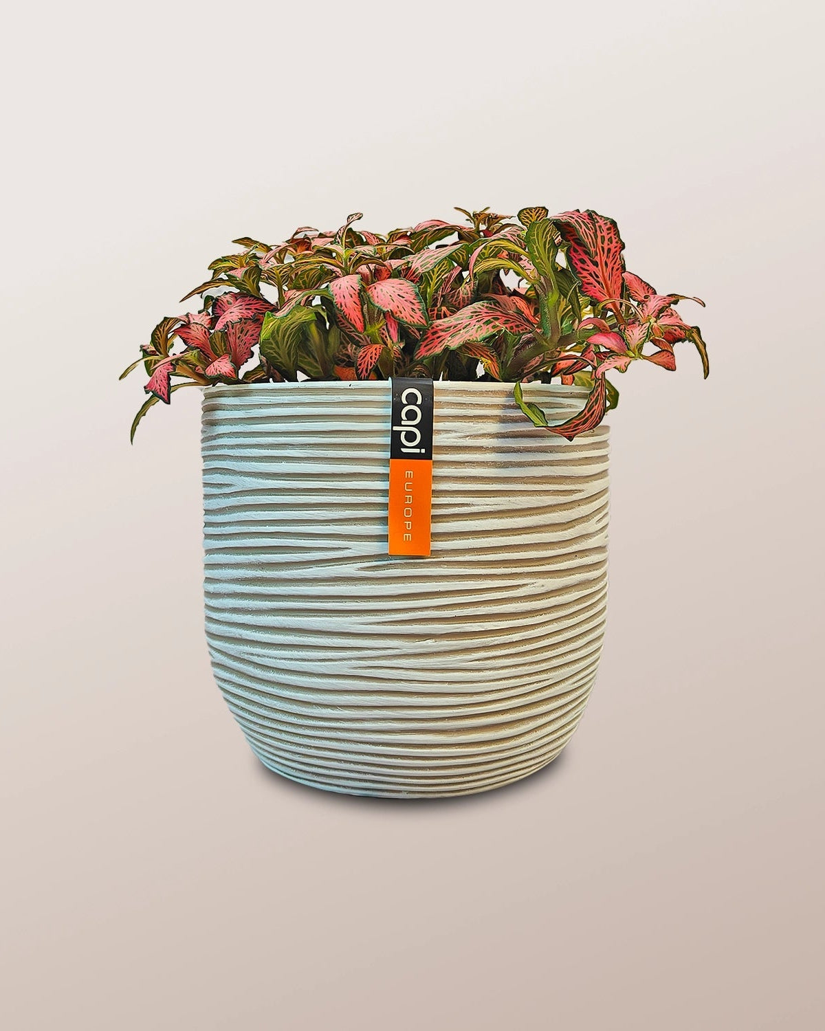Nerve Plant (Fittonia albivenis) Mixed Colors | 10 - 15 cm - Acacia Garden Center