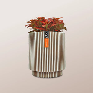 Nerve Plant (Fittonia albivenis) Mixed Colors | 10 - 15 cm - Acacia Garden Center