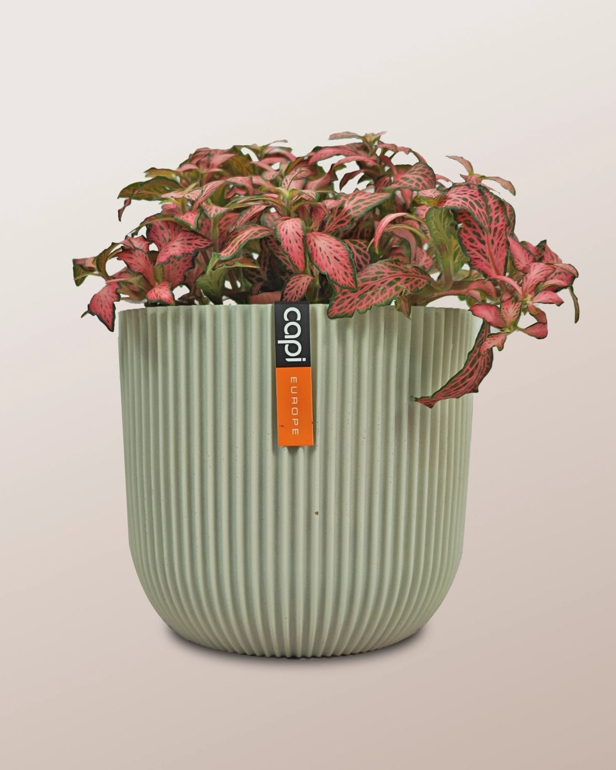 Nerve Plant (Fittonia albivenis) Mixed Colors | 10 - 15 cm - Acacia Garden Center
