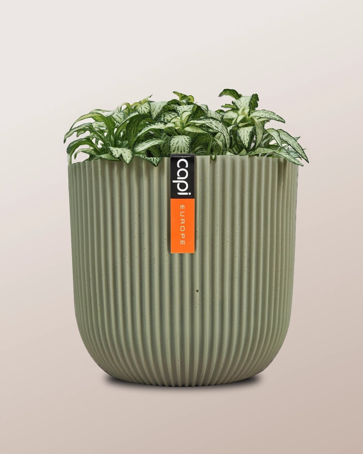 Nerve Plant (Fittonia albivenis) Mixed Colors | 10 - 15 cm - Acacia Garden Center