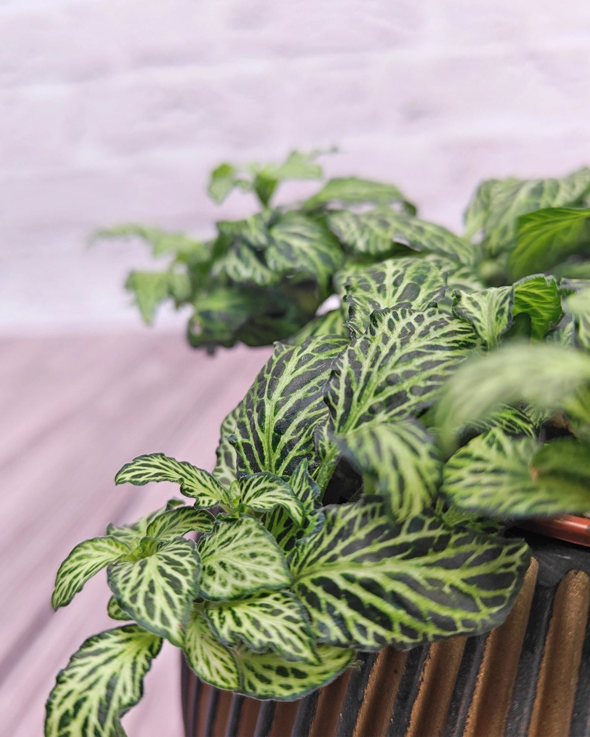 Nerve Plant (Fittonia albivenis) Mixed Colors | 10 - 15 cm - Acacia Garden Center