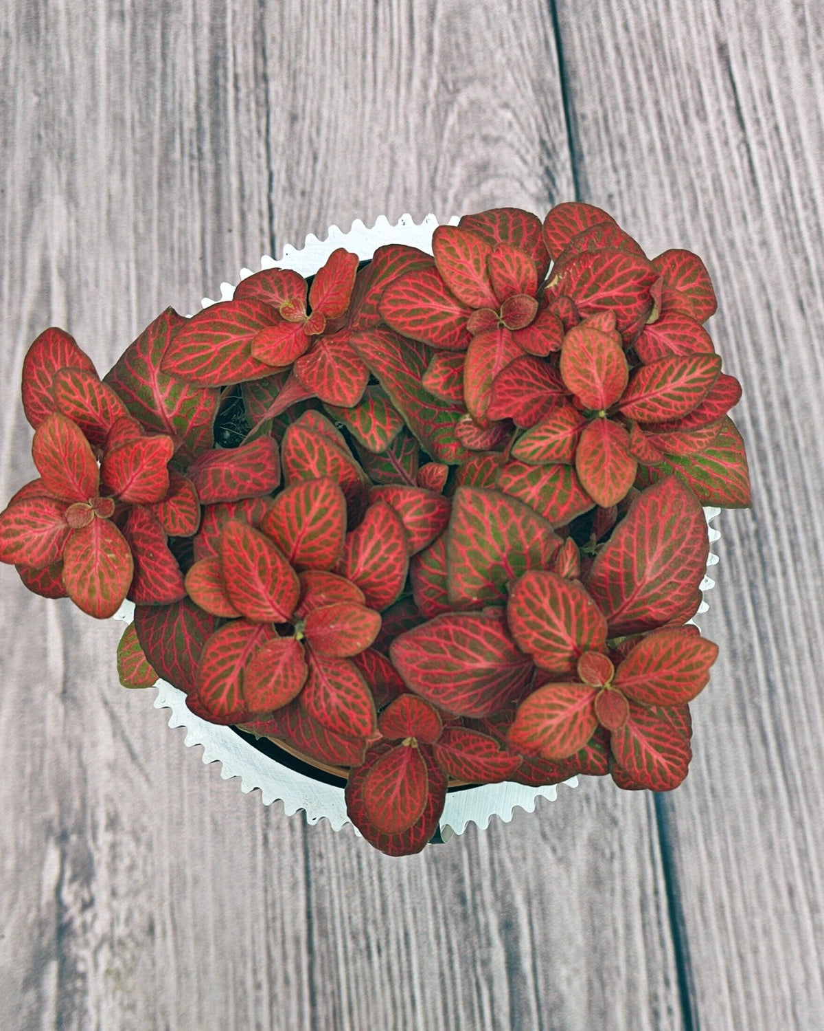 Nerve Plant (Fittonia albivenis) Mixed Colors | 10 - 15 cm - Acacia Garden Center