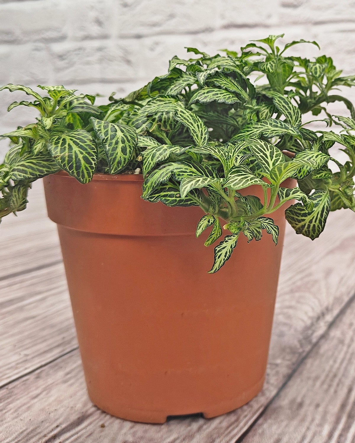 Nerve Plant (Fittonia albivenis) Mixed Colors | 10 - 15 cm - Acacia Garden Center