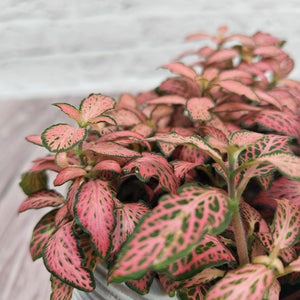 Nerve Plant (Fittonia albivenis) Mixed Colors | 10 - 15 cm - Acacia Garden Center