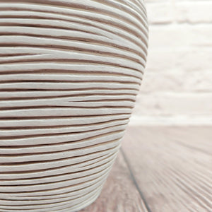 Nerve Plant (Fittonia albivenis) Mixed Colors | 10 - 15 cm - Acacia Garden Center