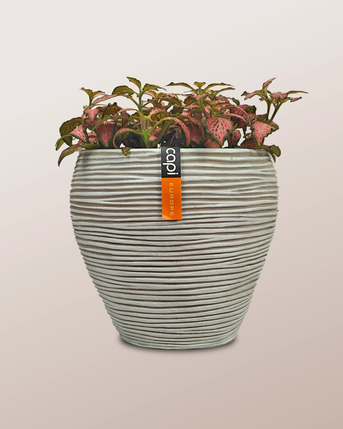 Nerve Plant (Fittonia albivenis) Mixed Colors | 10 - 15 cm - Acacia Garden Center