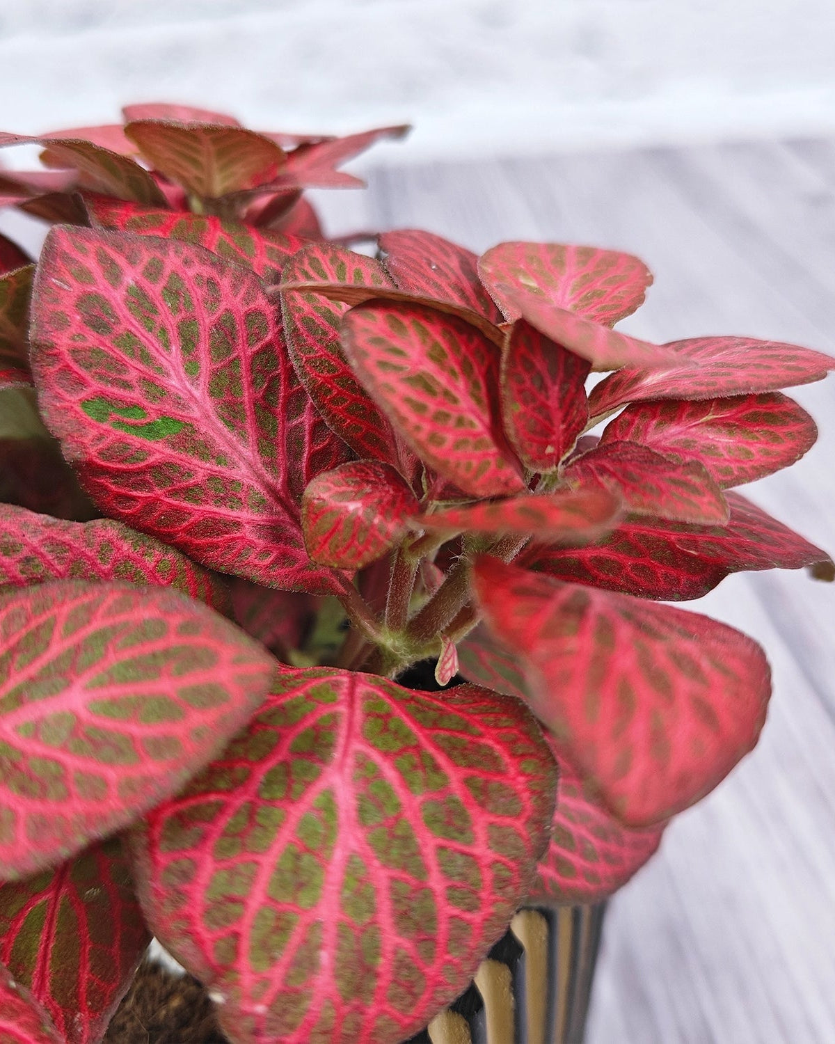 Nerve Plant (Fittonia albivenis) Mixed Colors | 10 - 15 cm - Acacia Garden Center