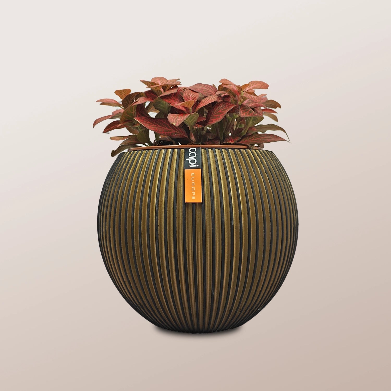 Nerve Plant (Fittonia albivenis) Mixed Colors | 10 - 15 cm - Acacia Garden Center