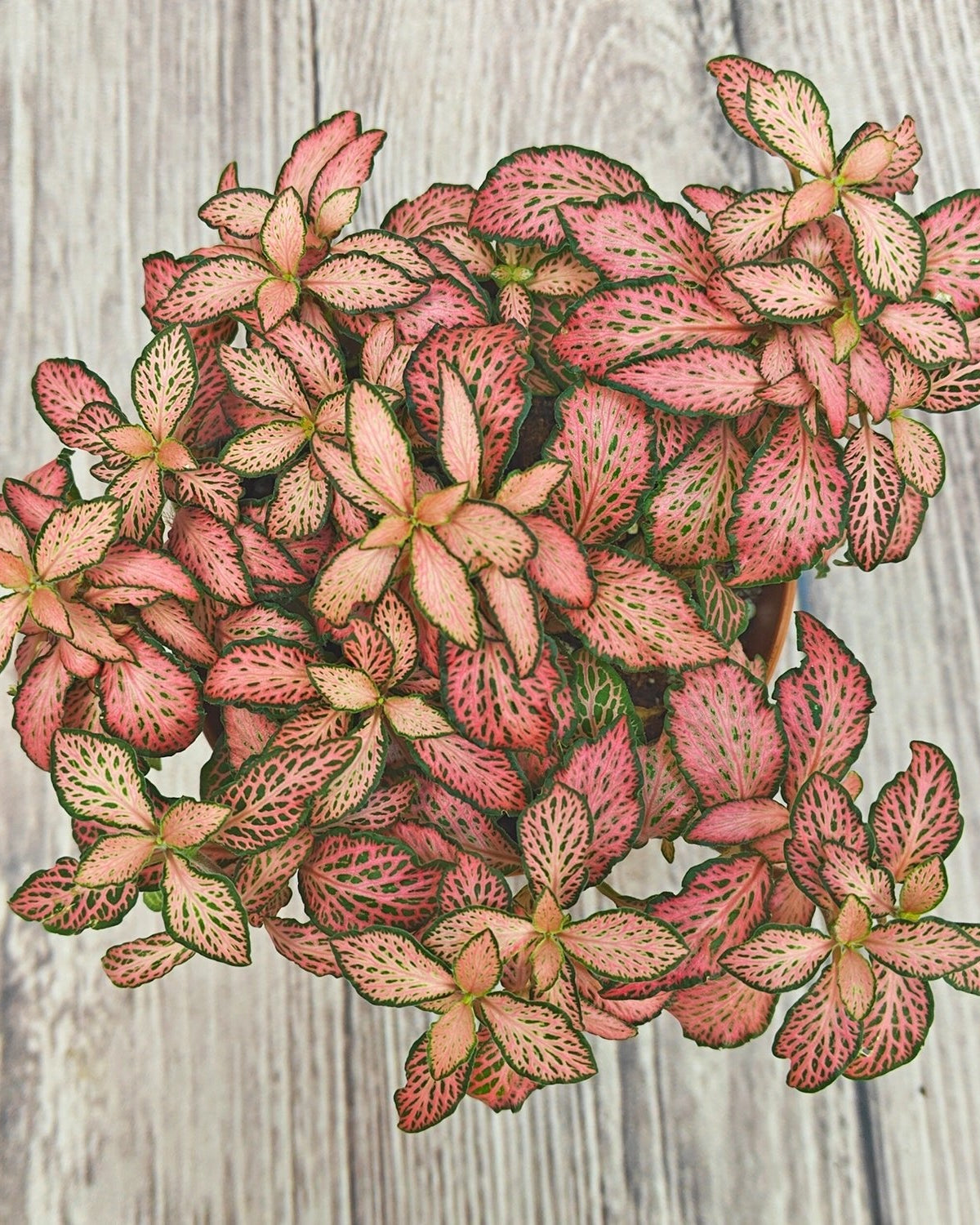 Nerve Plant (Fittonia albivenis) Mixed Colors | 10 - 15 cm - Acacia Garden Center