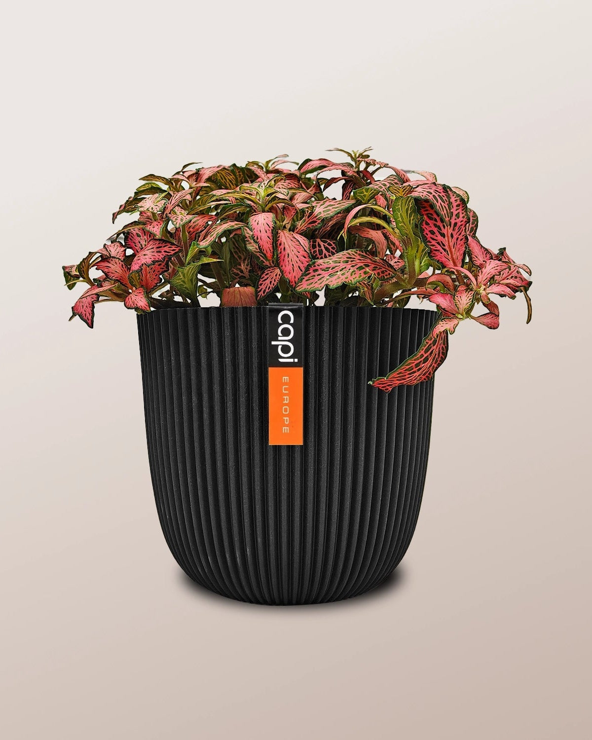 Nerve Plant (Fittonia albivenis) Mixed Colors | 10 - 15 cm - Acacia Garden Center