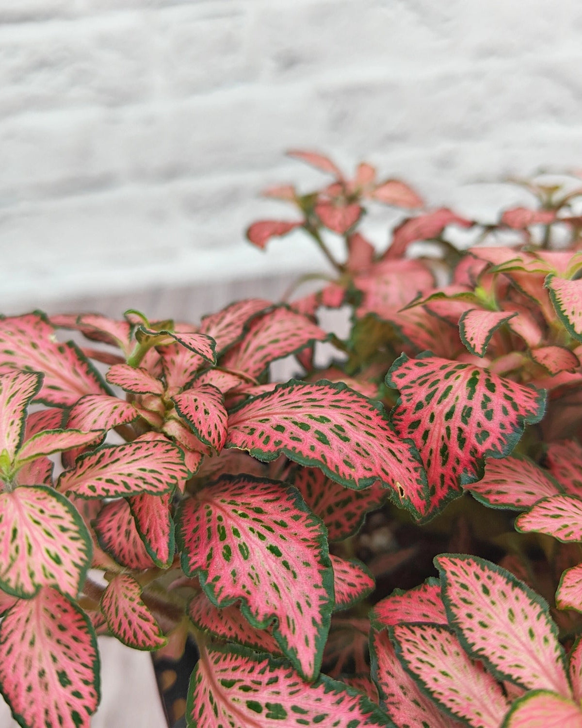 Nerve Plant (Fittonia albivenis) Mixed Colors | 10 - 15 cm - Acacia Garden Center