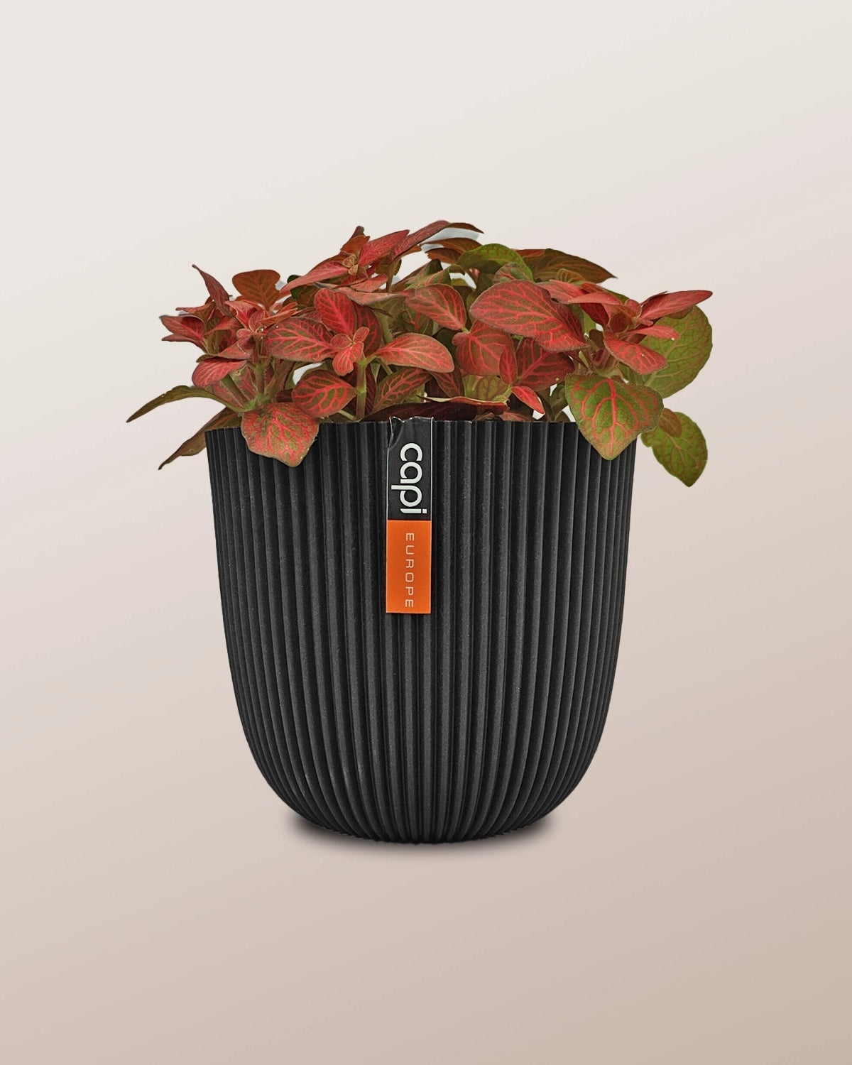Nerve Plant (Fittonia albivenis) Mixed Colors | 10 - 15 cm - Acacia Garden Center
