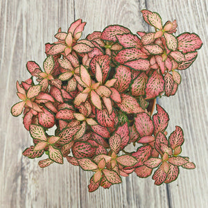 Nerve Plant (Fittonia albivenis) Mixed Colors | 10 - 15 cm - Acacia Garden Center