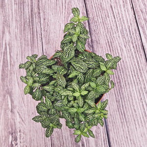 Nerve Plant (Fittonia albivenis) Mixed Colors | 10 - 15 cm - Acacia Garden Center