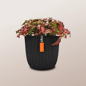 Nerve Plant (Fittonia albivenis) Mixed Colors | 10 - 15 cm - Acacia Garden Center