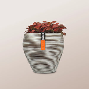 Nerve Plant (Fittonia albivenis) Mixed Colors | 10 - 15 cm - Acacia Garden Center