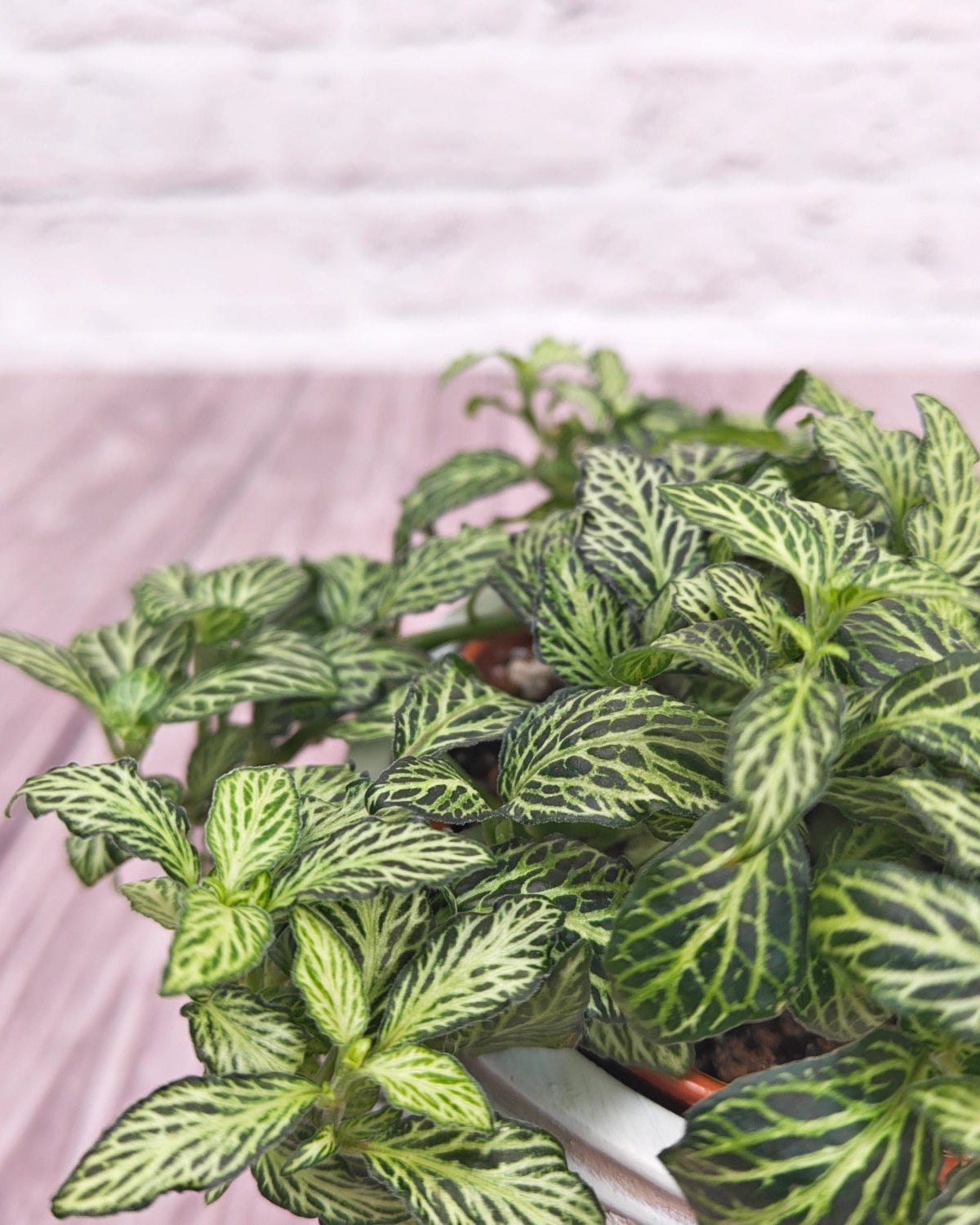 Nerve Plant (Fittonia albivenis) Mixed Colors | 10 - 15 cm - Acacia Garden Center