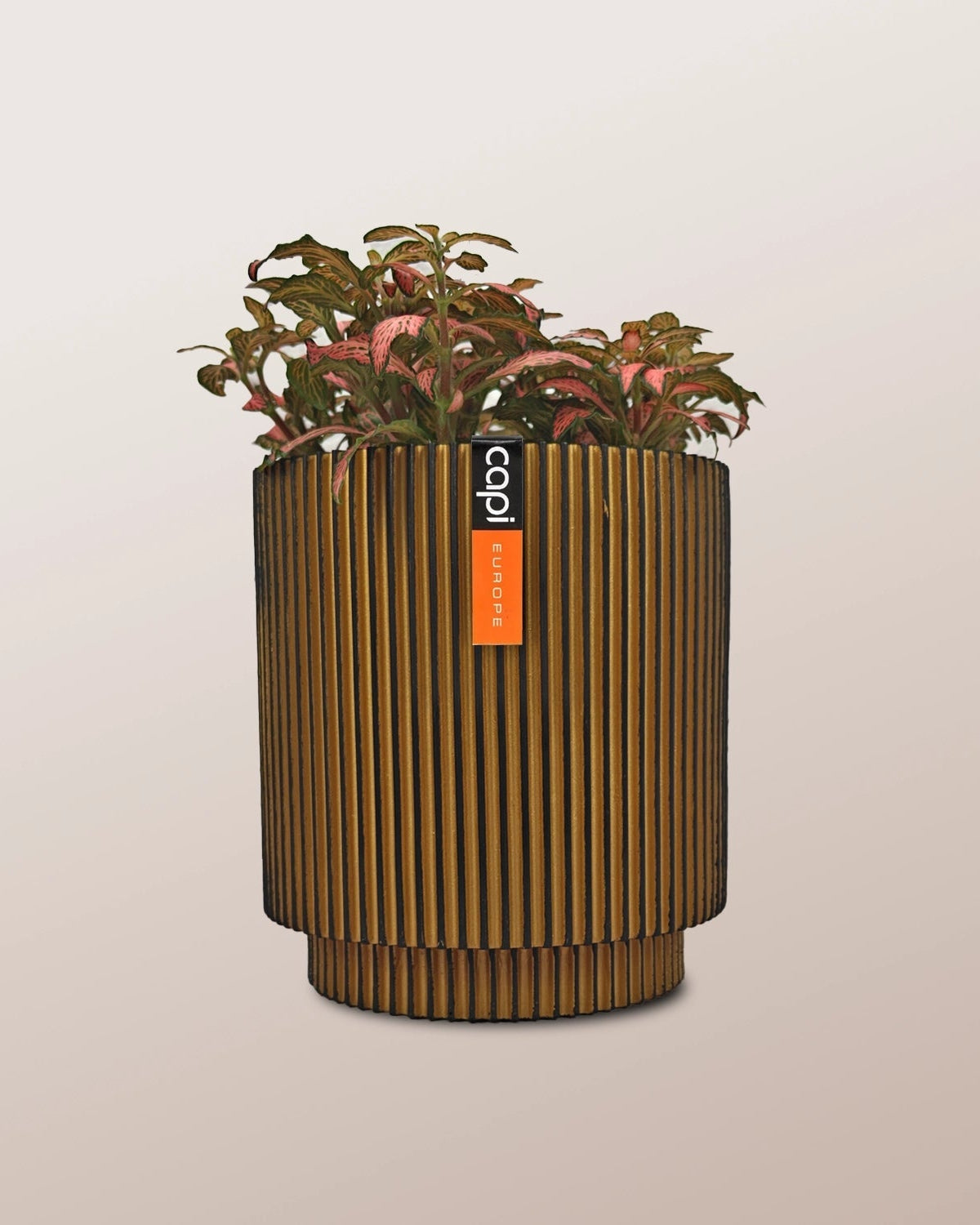 Nerve Plant (Fittonia albivenis) Mixed Colors | 10 - 15 cm - Acacia Garden Center