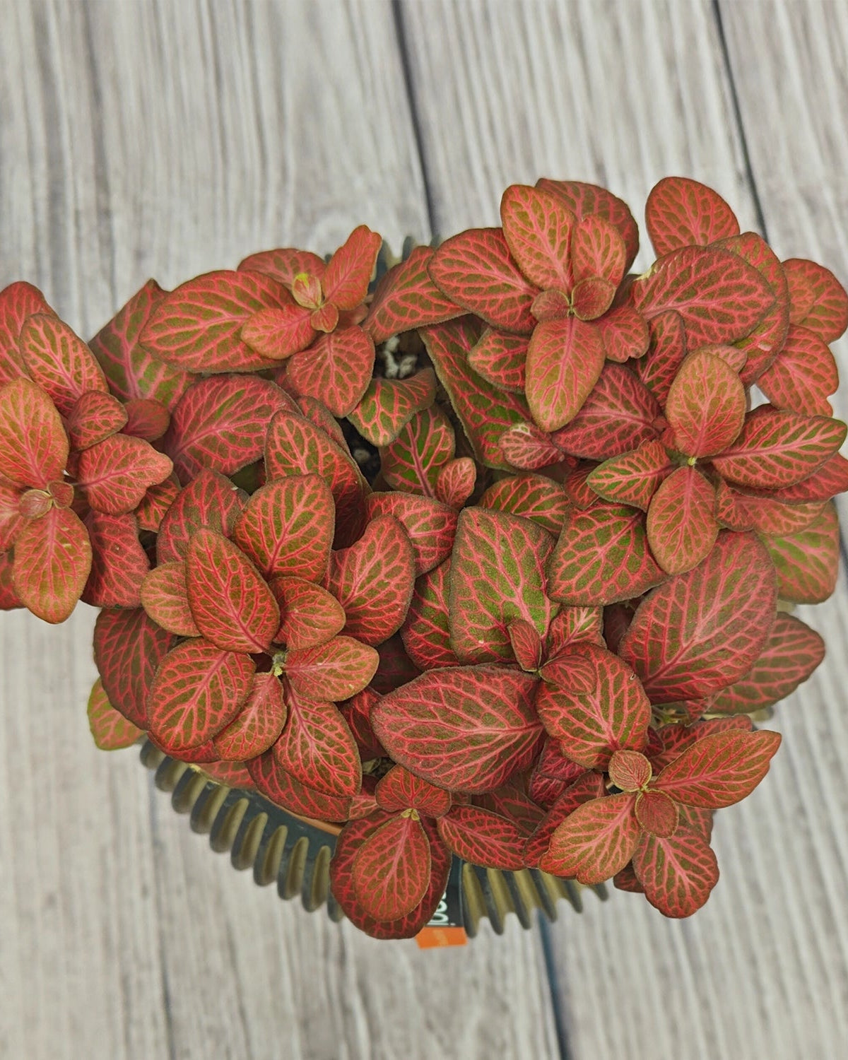 Nerve Plant (Fittonia albivenis) Mixed Colors | 10 - 15 cm - Acacia Garden Center