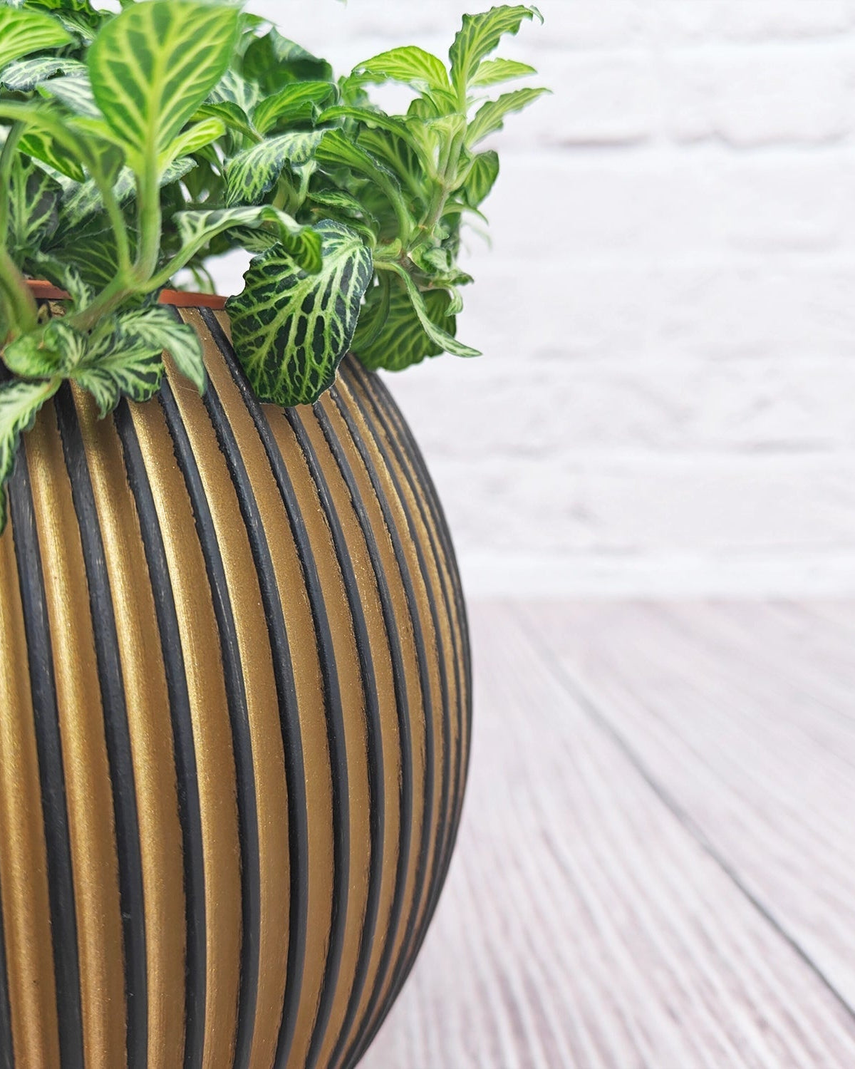 Nerve Plant (Fittonia albivenis) Mixed Colors | 10 - 15 cm - Acacia Garden Center