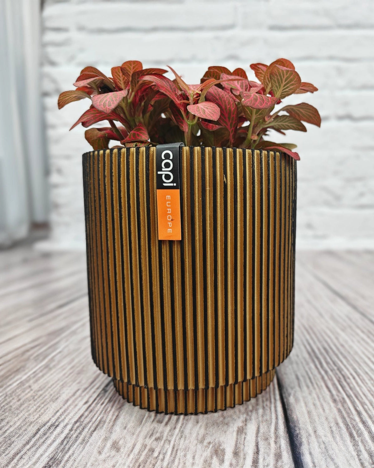 Nerve Plant (Fittonia albivenis) Mixed Colors | 10 - 15 cm - Acacia Garden Center