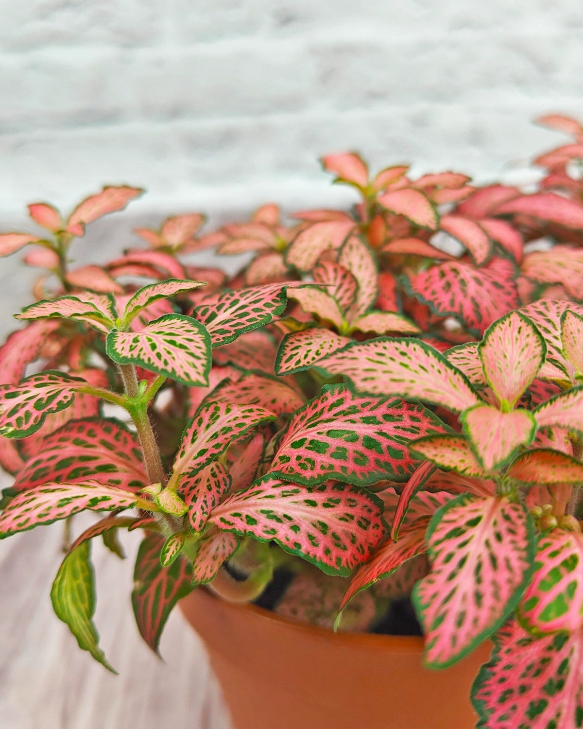 Nerve Plant (Fittonia albivenis) Mixed Colors | 10 - 15 cm - Acacia Garden Center