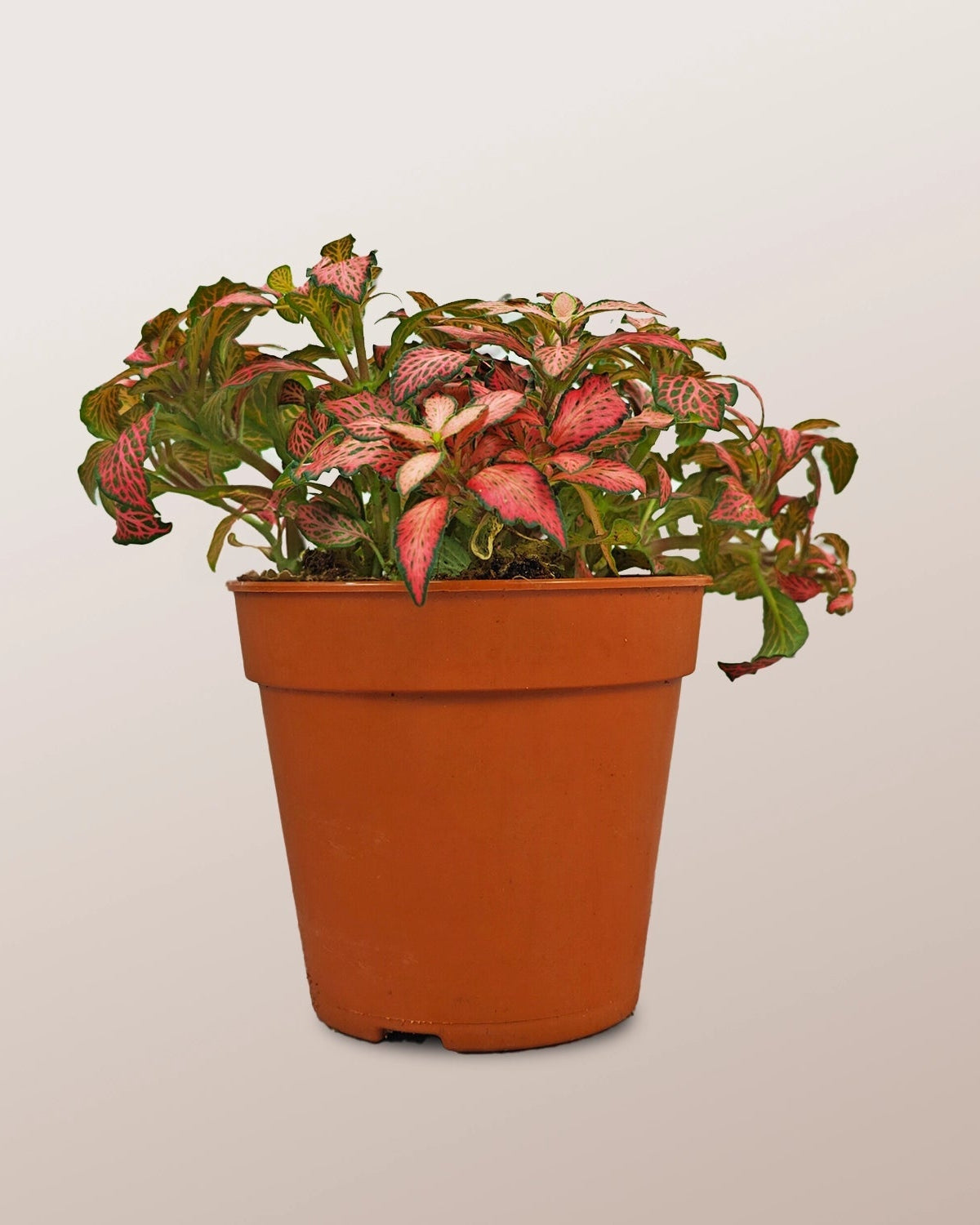 Nerve Plant (Fittonia albivenis) Mixed Colors | 10 - 15 cm - Acacia Garden Center