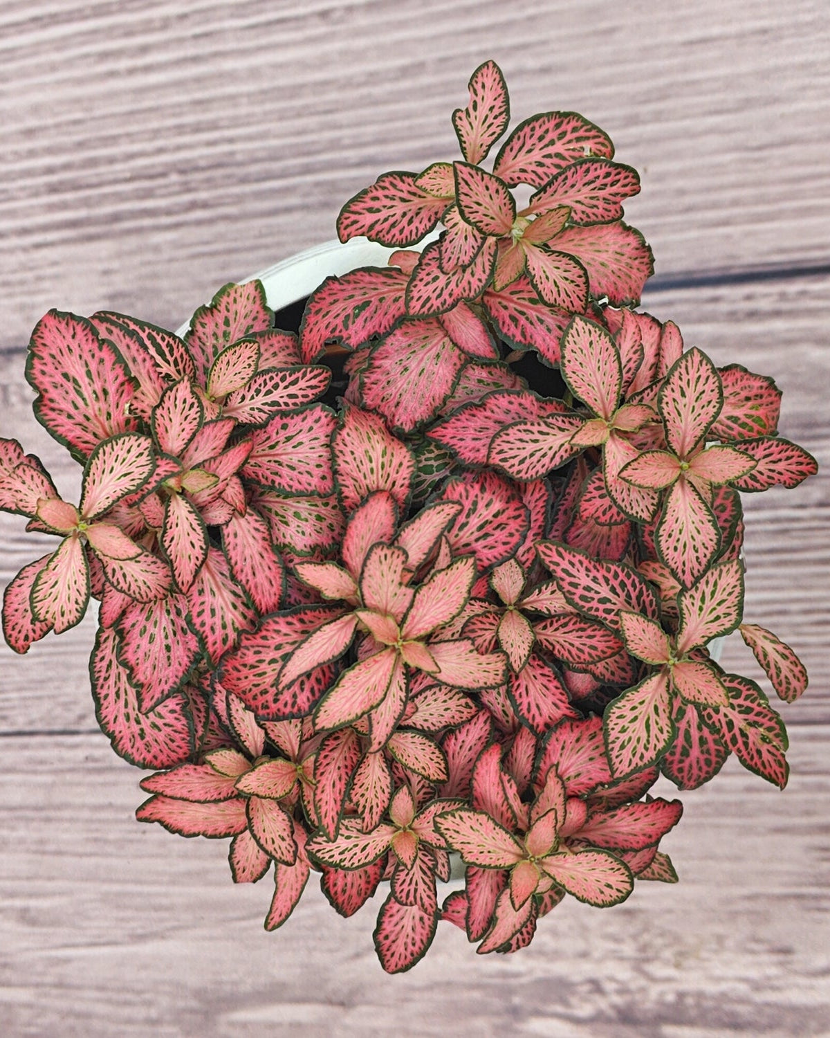 Nerve Plant (Fittonia albivenis) Mixed Colors | 10 - 15 cm - Acacia Garden Center