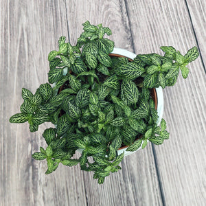 Nerve Plant (Fittonia albivenis) Mixed Colors | 10 - 15 cm - Acacia Garden Center