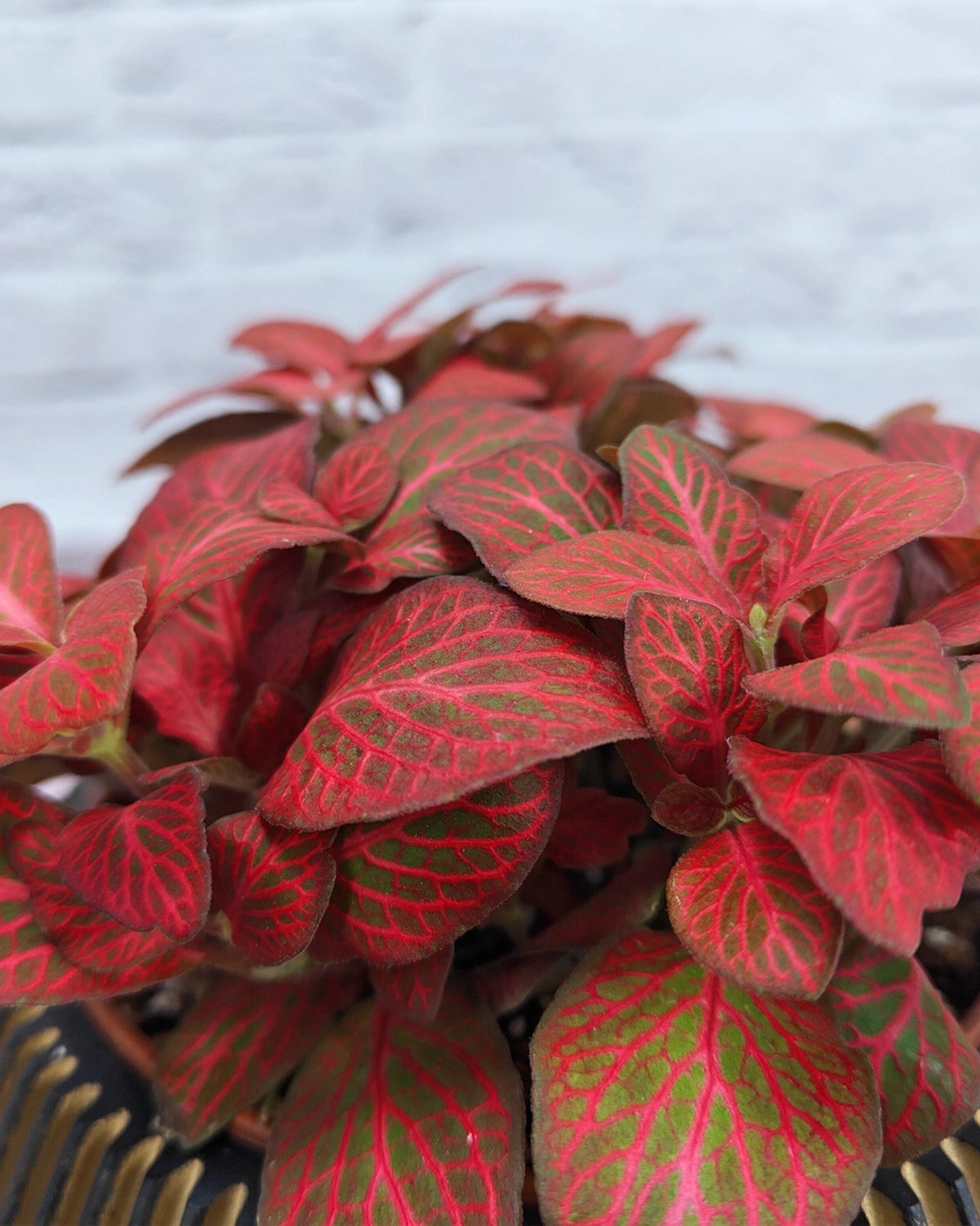 Nerve Plant (Fittonia albivenis) Mixed Colors | 10 - 15 cm - Acacia Garden Center