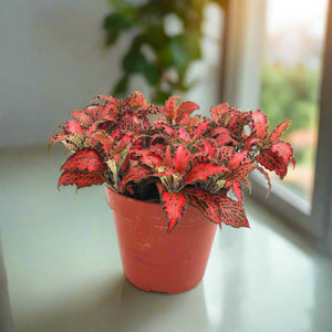 Nerve Plant (Fittonia albivenis) Mixed Colors | 10 - 15 cm - Acacia Garden Center