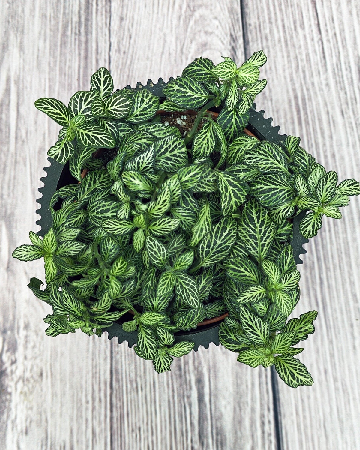 Nerve Plant (Fittonia albivenis) Mixed Colors | 10 - 15 cm - Acacia Garden Center