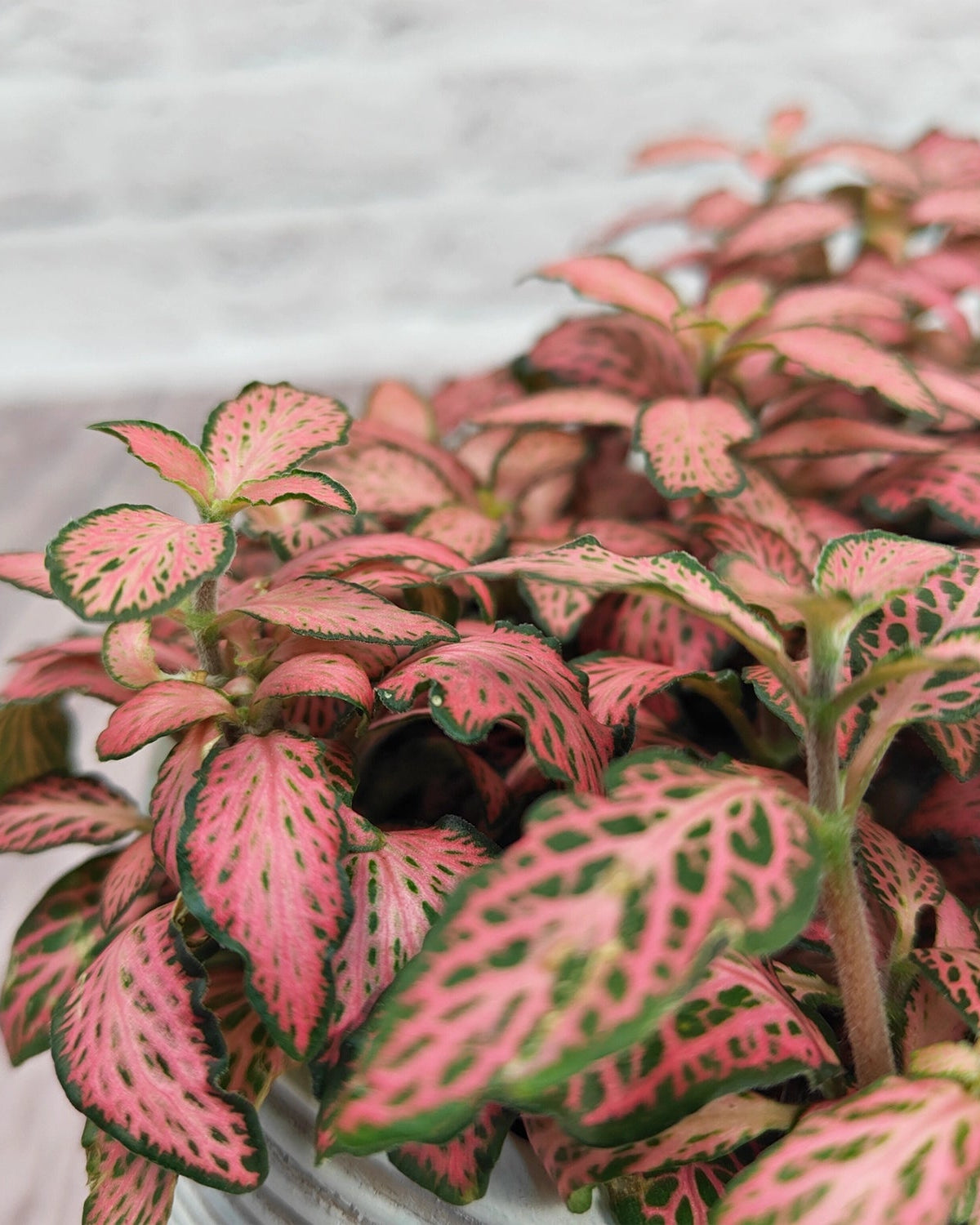 Nerve Plant (Fittonia albivenis) Mixed Colors | 10 - 15 cm - Acacia Garden Center