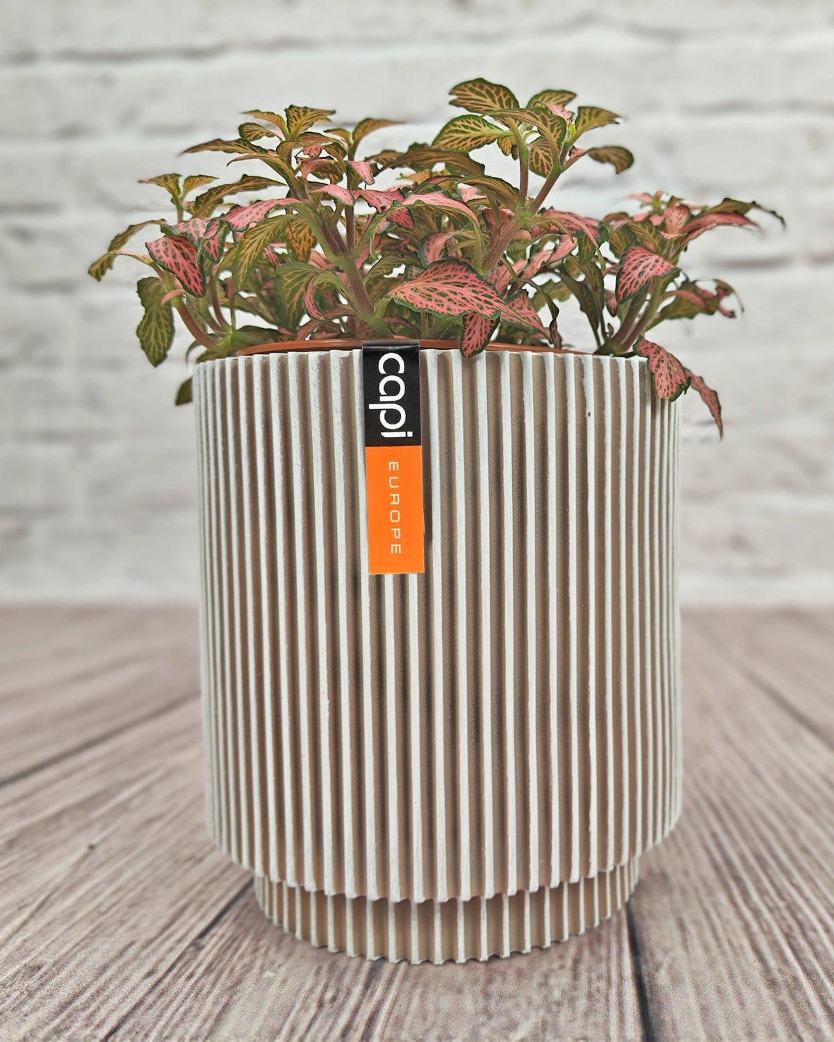 Nerve Plant (Fittonia albivenis) Mixed Colors | 10 - 15 cm - Acacia Garden Center