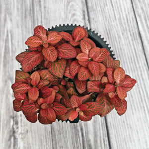 Nerve Plant (Fittonia albivenis) Mixed Colors | 10 - 15 cm - Acacia Garden Center