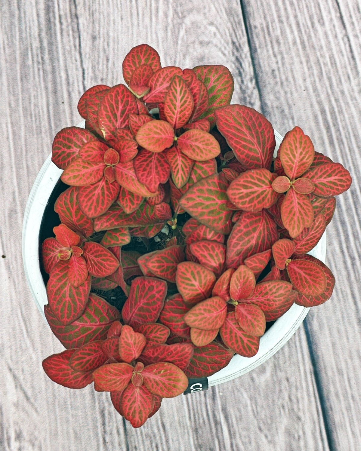 Nerve Plant (Fittonia albivenis) Mixed Colors | 10 - 15 cm - Acacia Garden Center