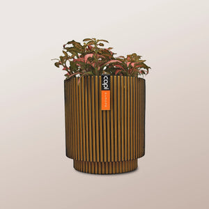 Nerve Plant (Fittonia albivenis) Mixed Colors | 10 - 15 cm - Acacia Garden Center