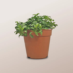 Nerve Plant (Fittonia albivenis) Mixed Colors | 10 - 15 cm - Acacia Garden Center