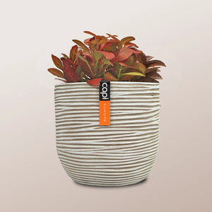 Nerve Plant (Fittonia albivenis) Mixed Colors | 10 - 15 cm - Acacia Garden Center